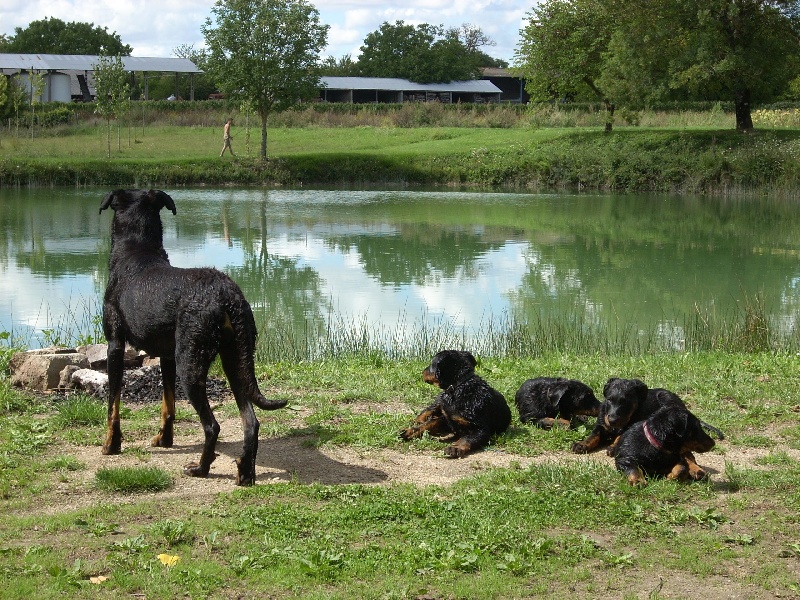 des enfants de Châmane - Berger de Beauce - Portée née le 01/06/2011